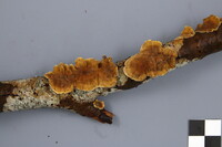Stereum ochraceoflavum image